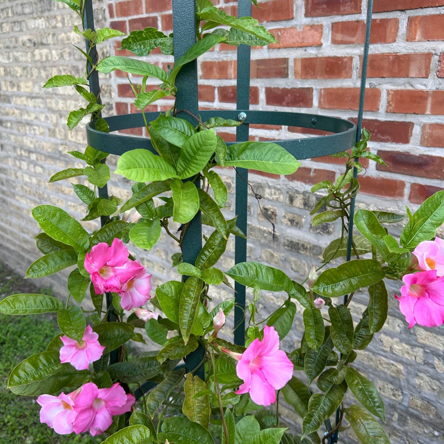 Large Garden Obelisk | Trellis for Climbing Plants