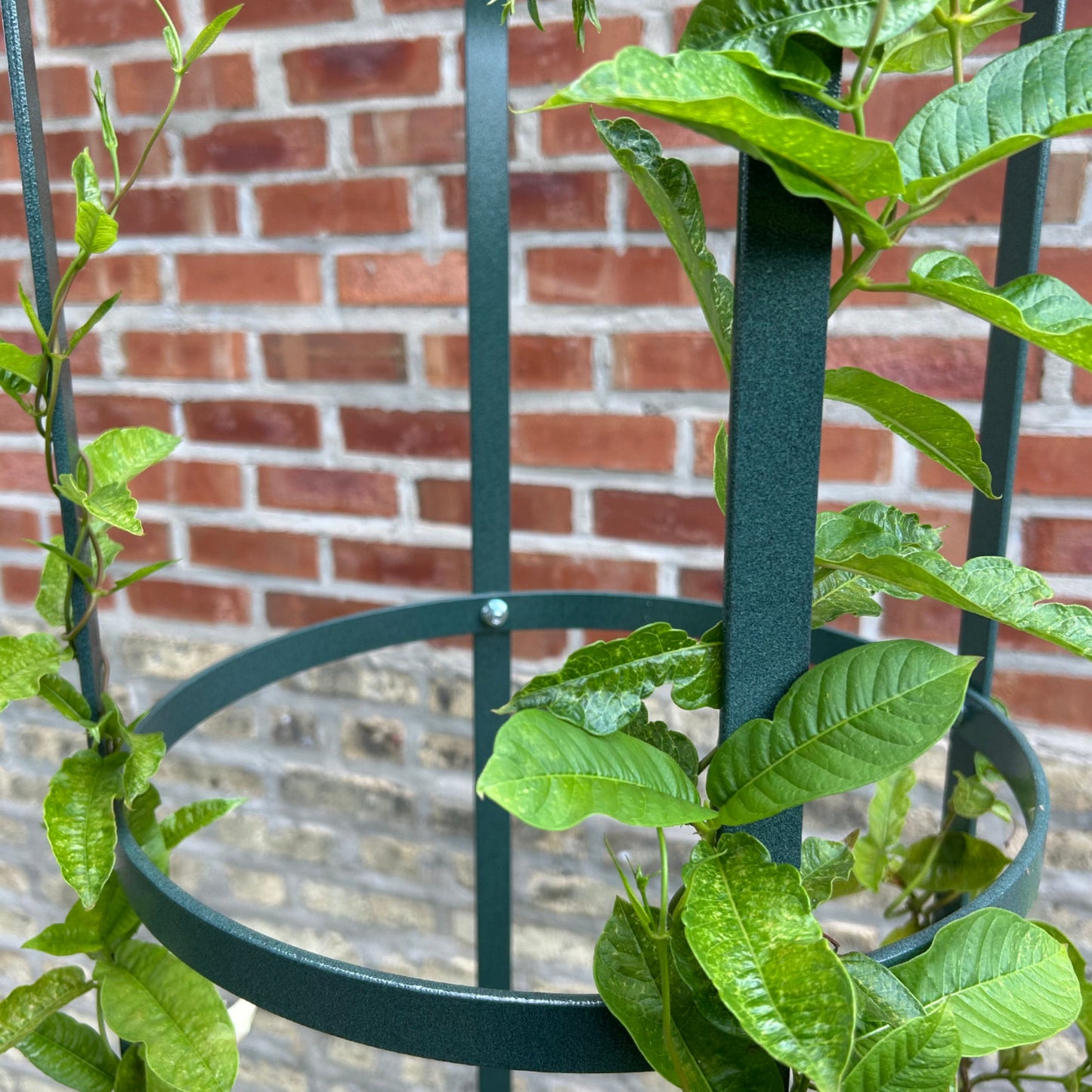 Large Garden Obelisk | Trellis for Climbing Plants