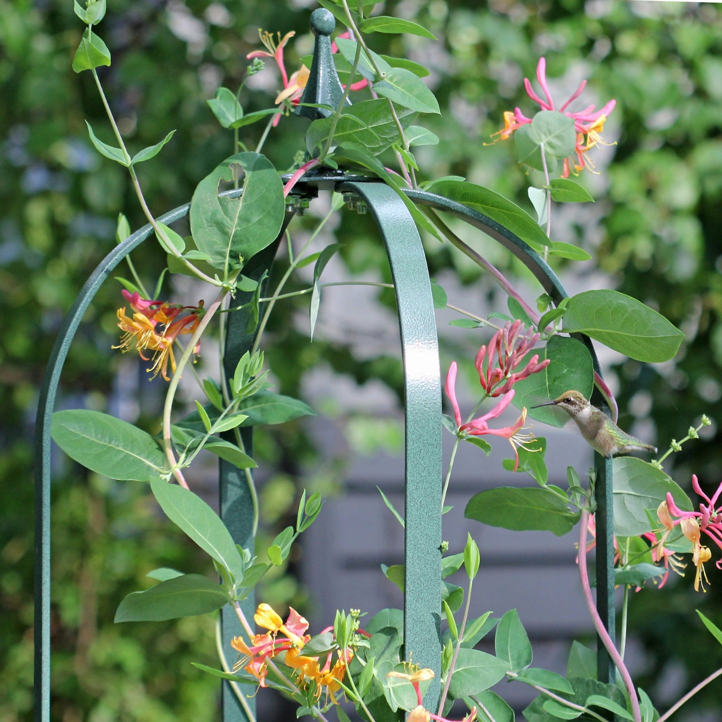 Large Garden Obelisk | Trellis for Climbing Plants
