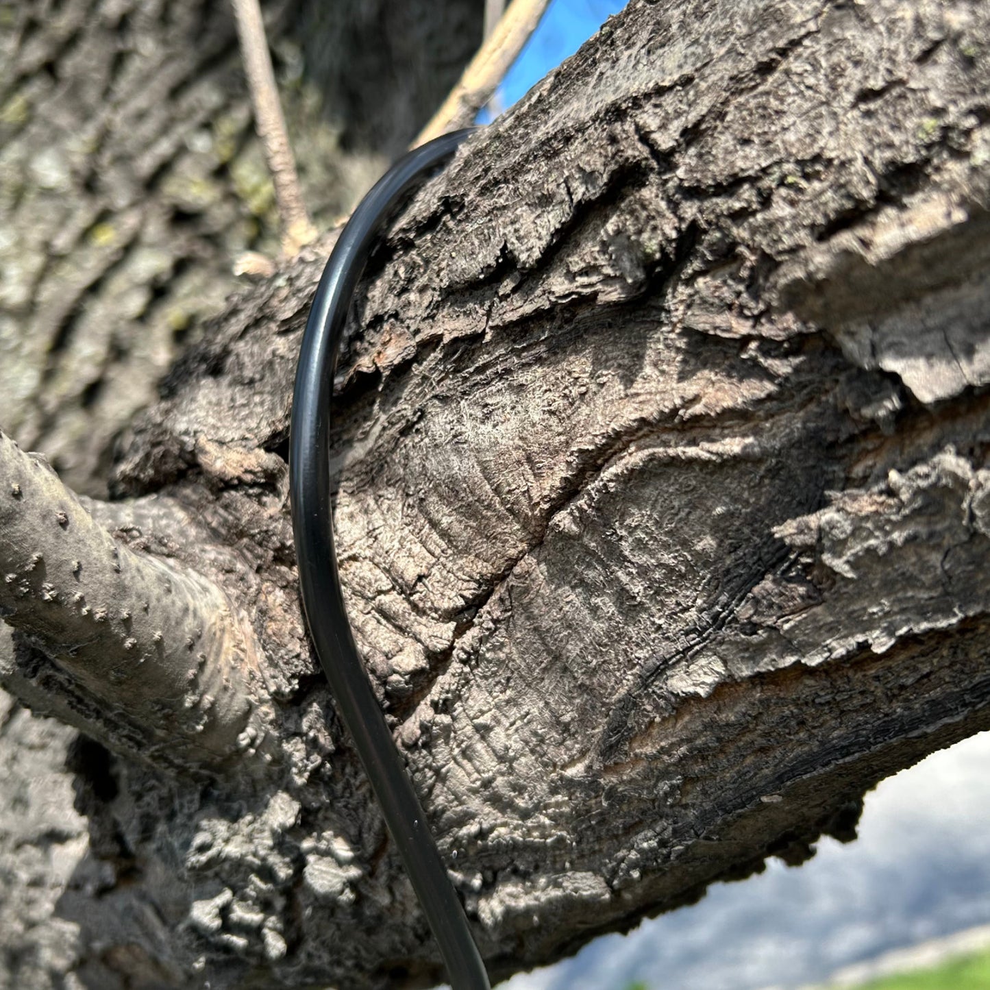 Branch Hook