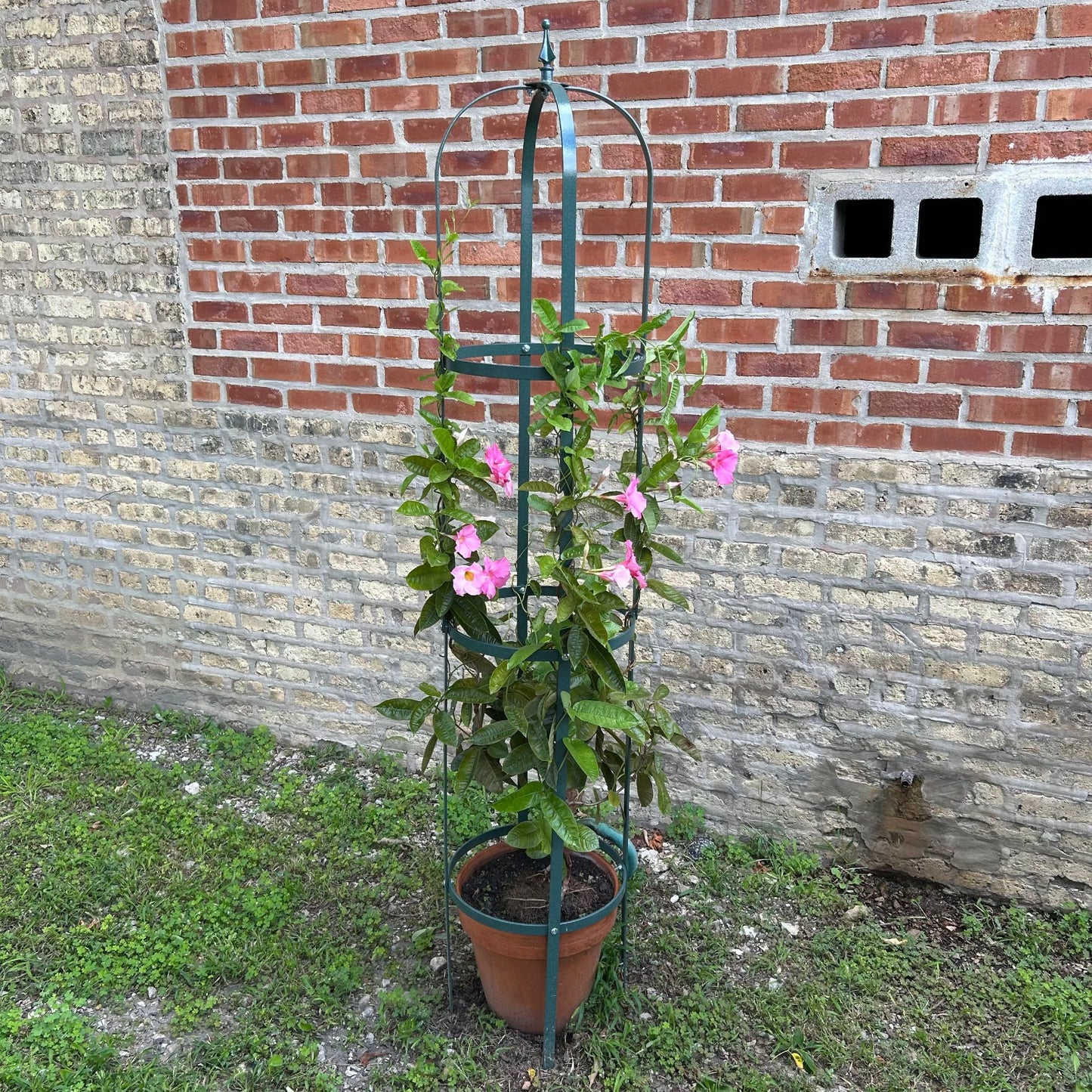 Large Garden Obelisk | Trellis for Climbing Plants