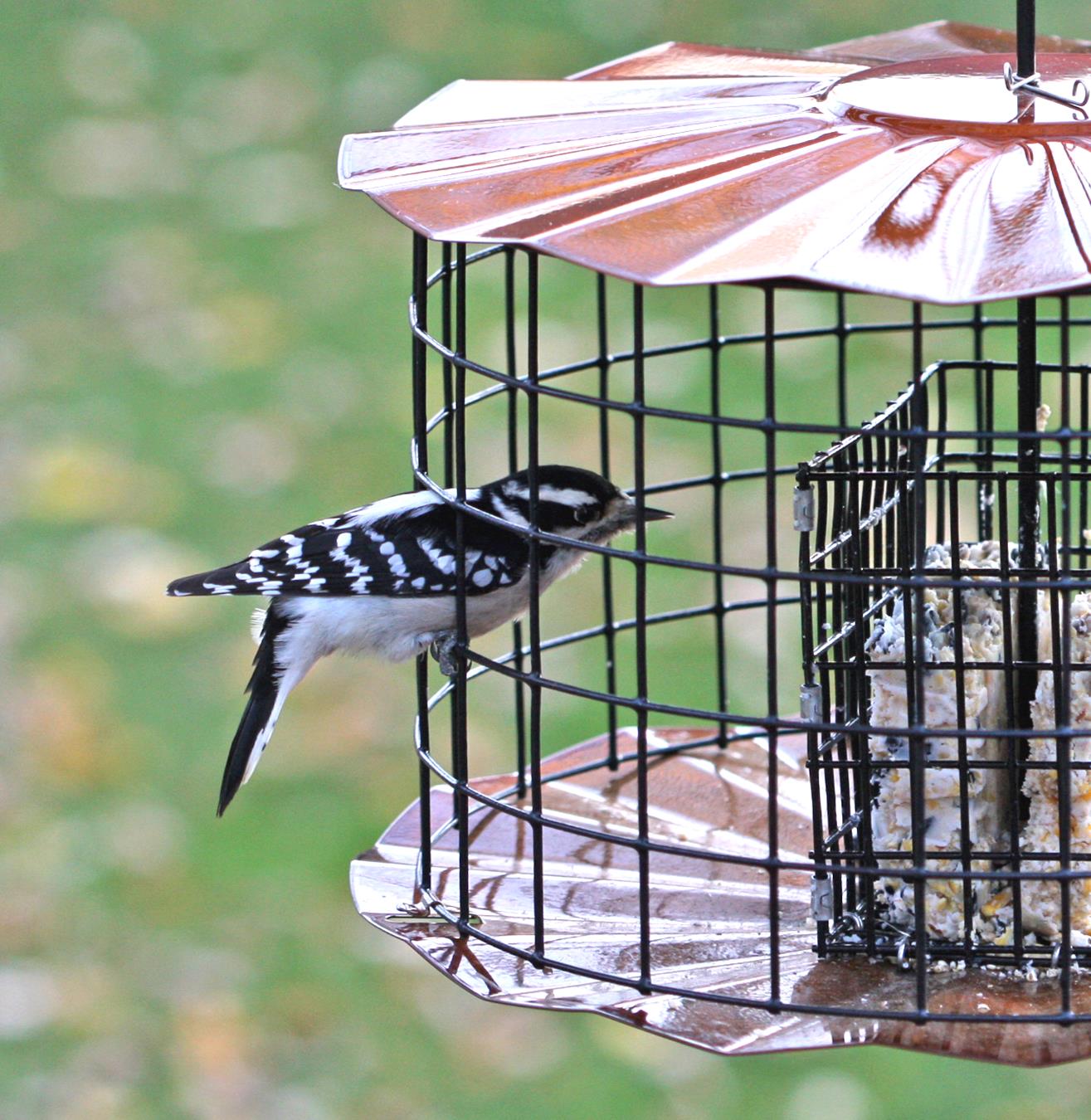 Wild Bird