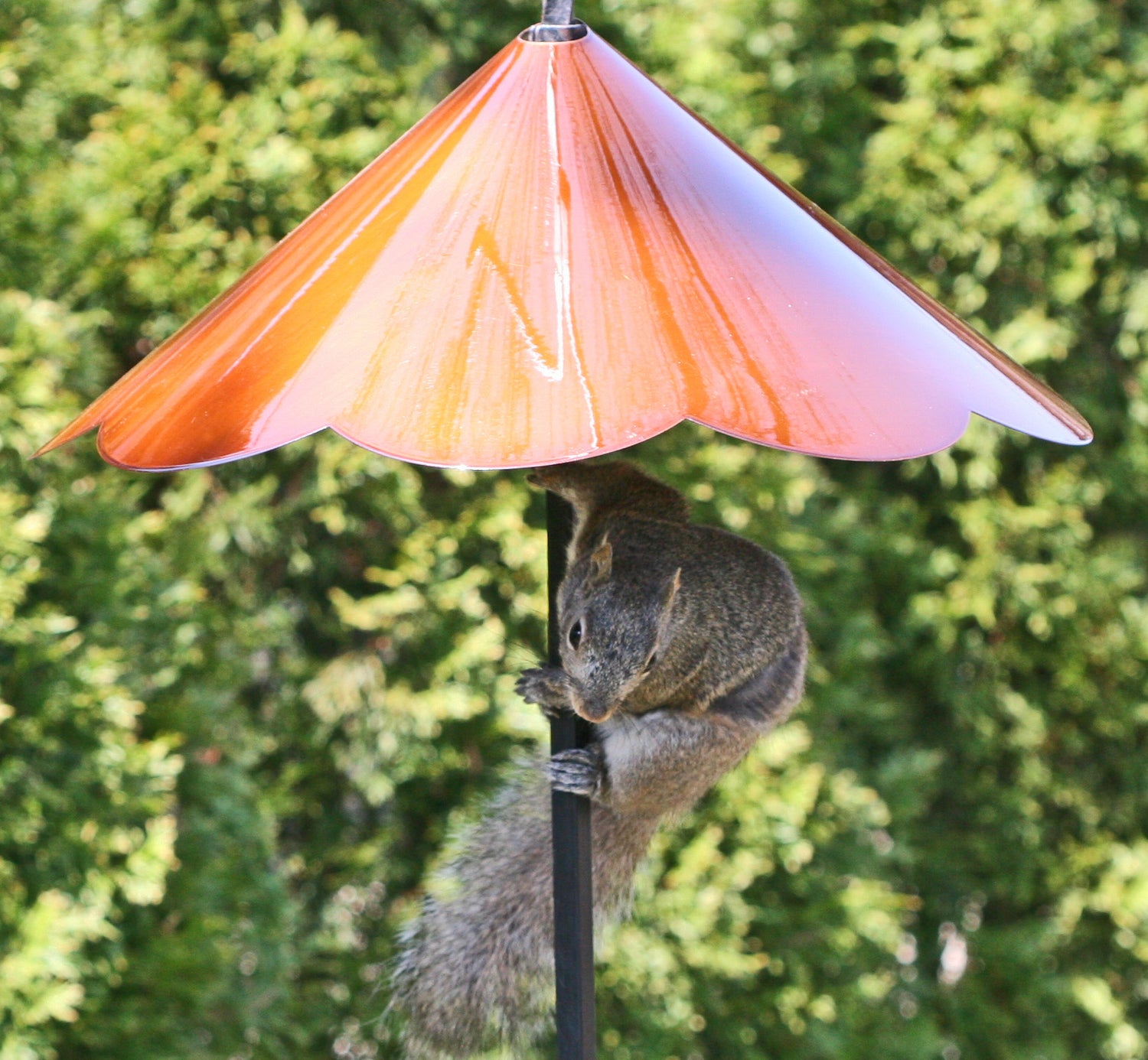 Squirrel