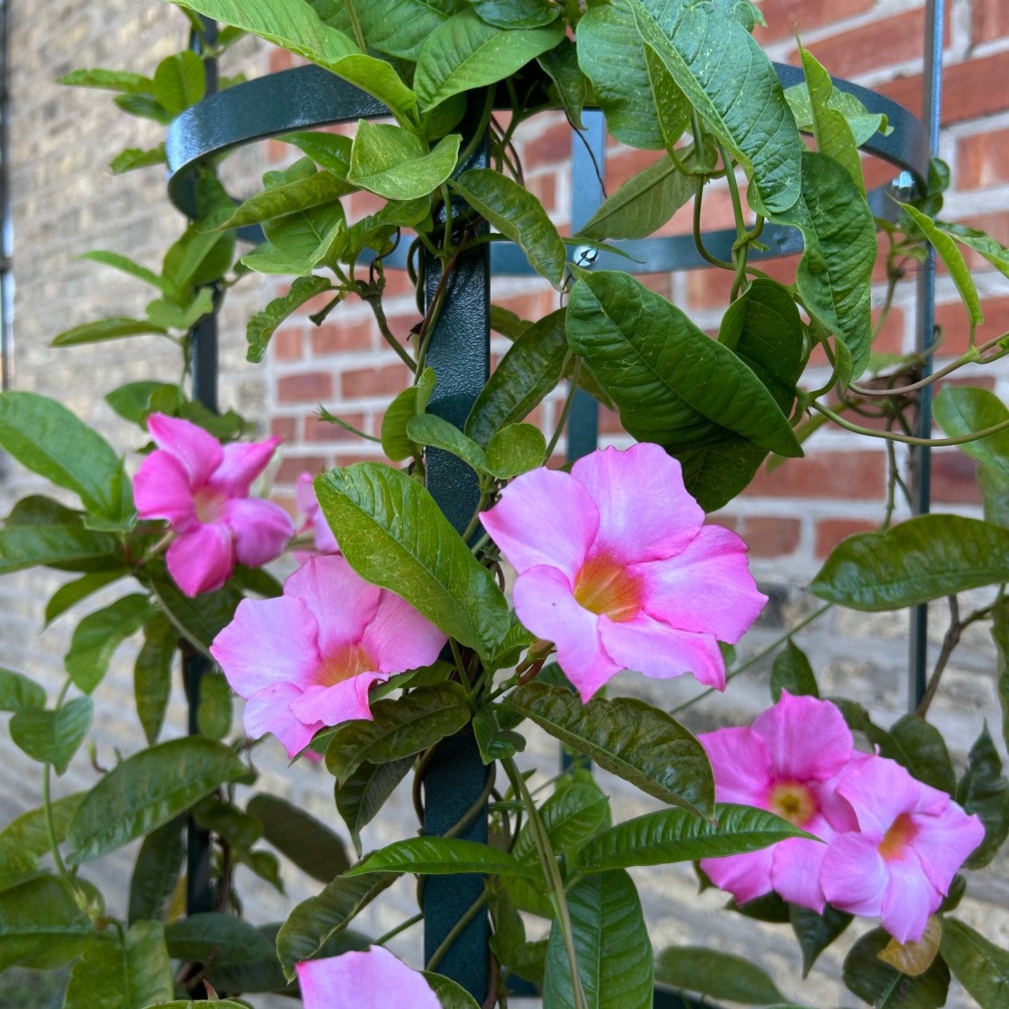 Large Garden Obelisk | Trellis for Climbing Plants