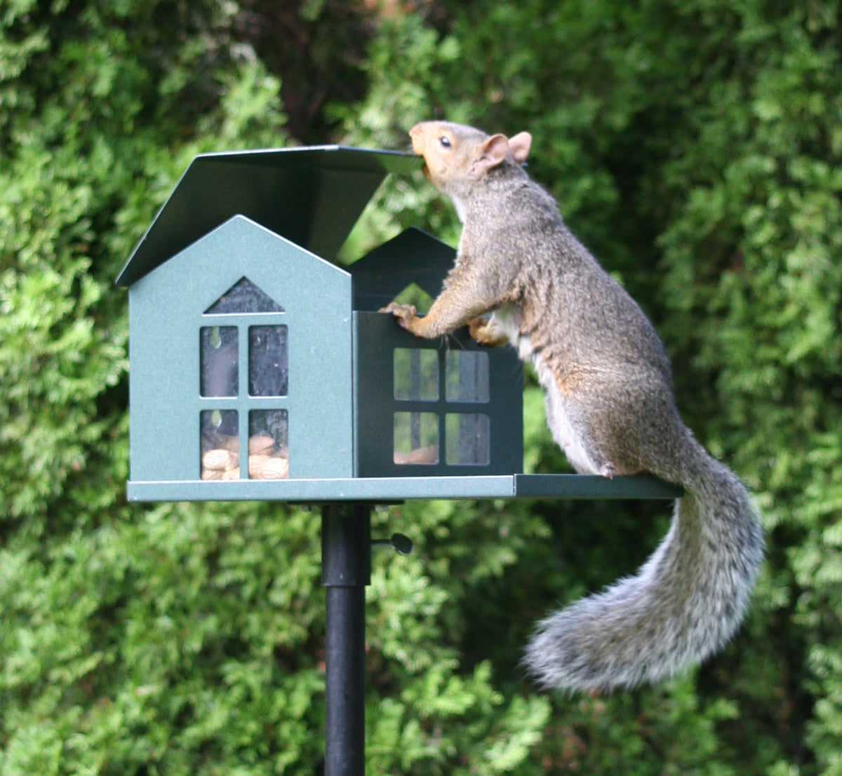 Squirrel Feeder