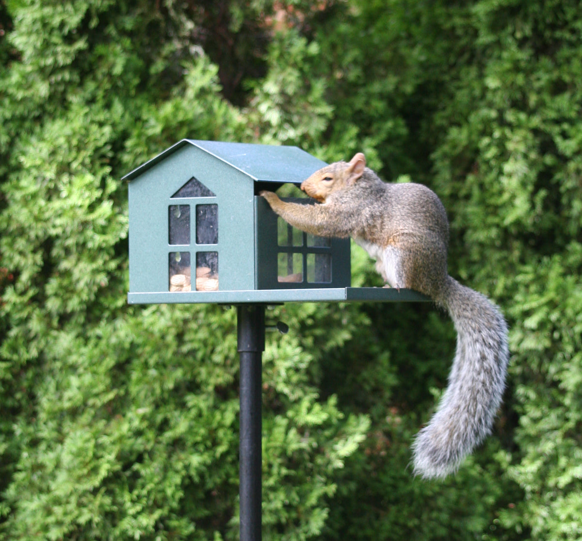 Squirrel Feeder