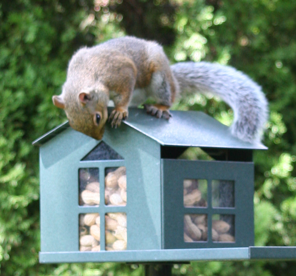 Squirrel Feeder