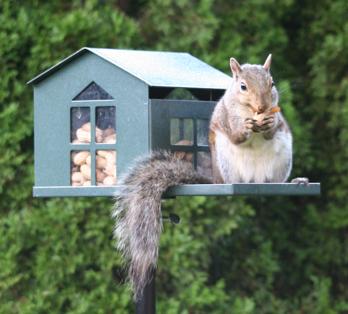 Squirrel Feeder