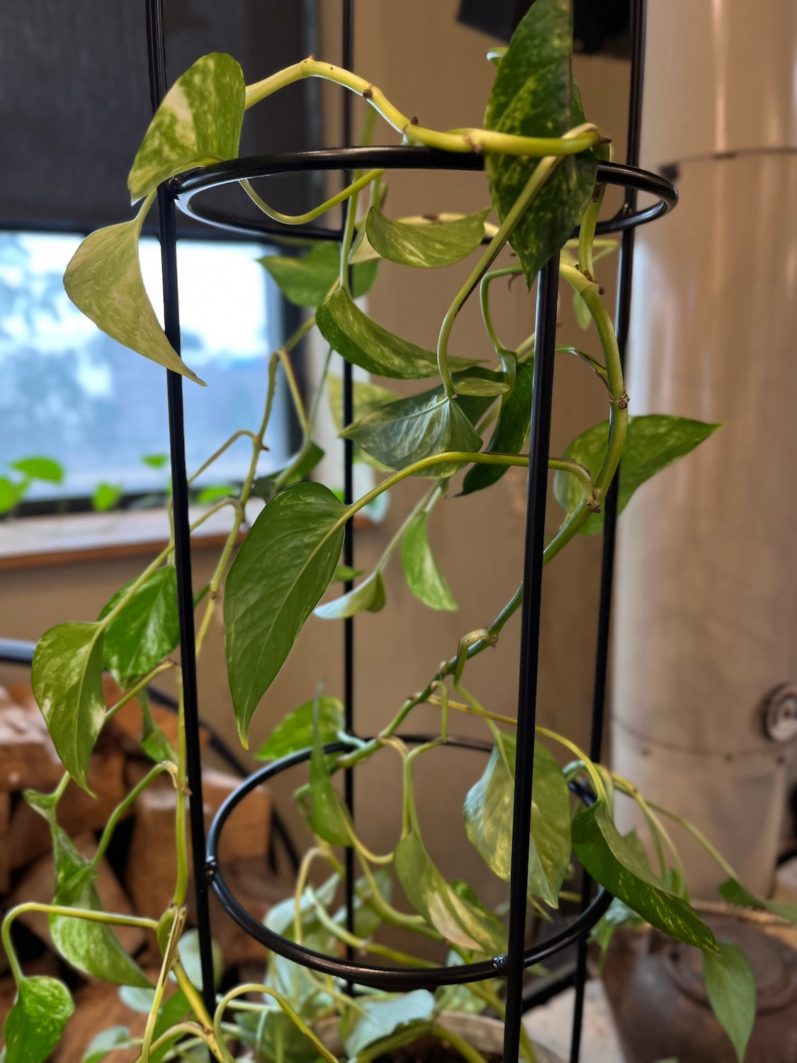 Garden Obelisk - Indoor/Outdoor Trellis