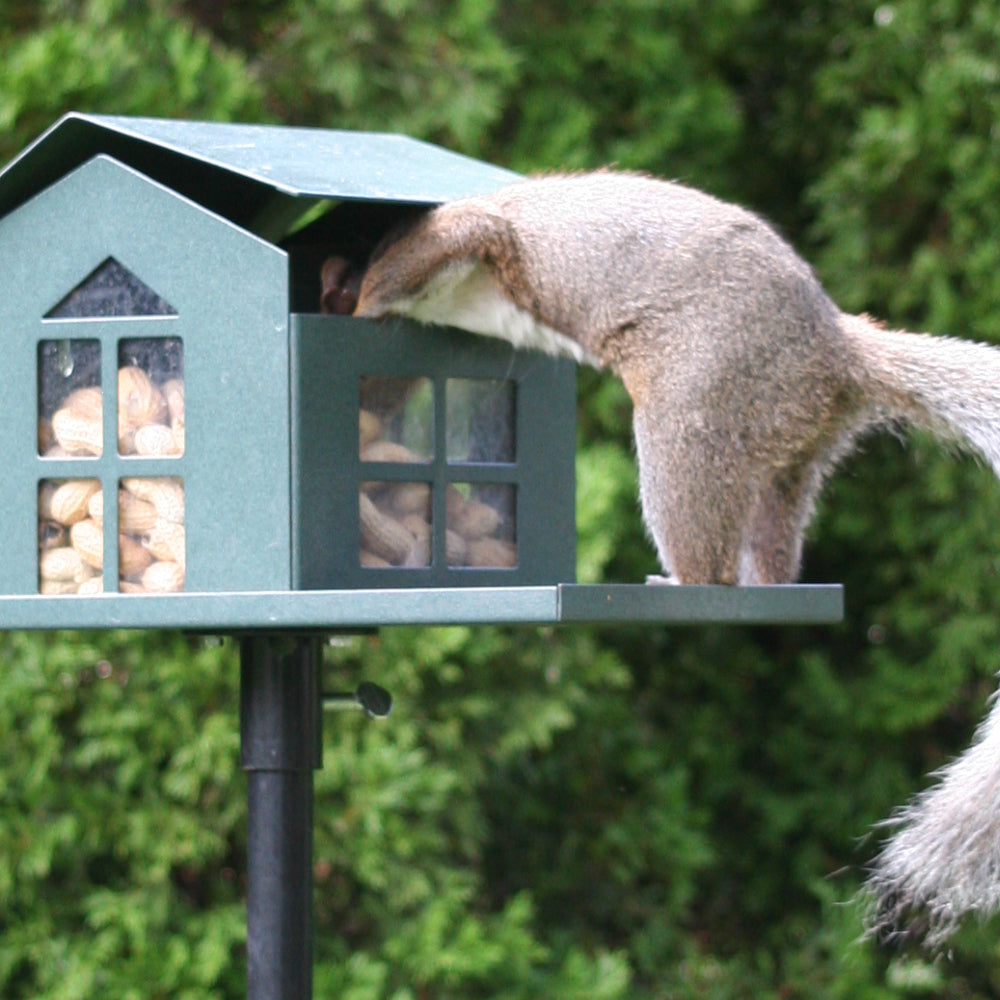 Squirrel Feeder