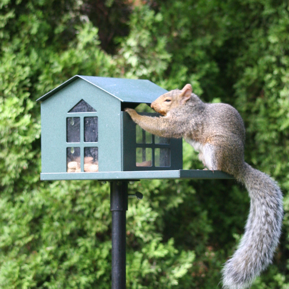Squirrel Feeder