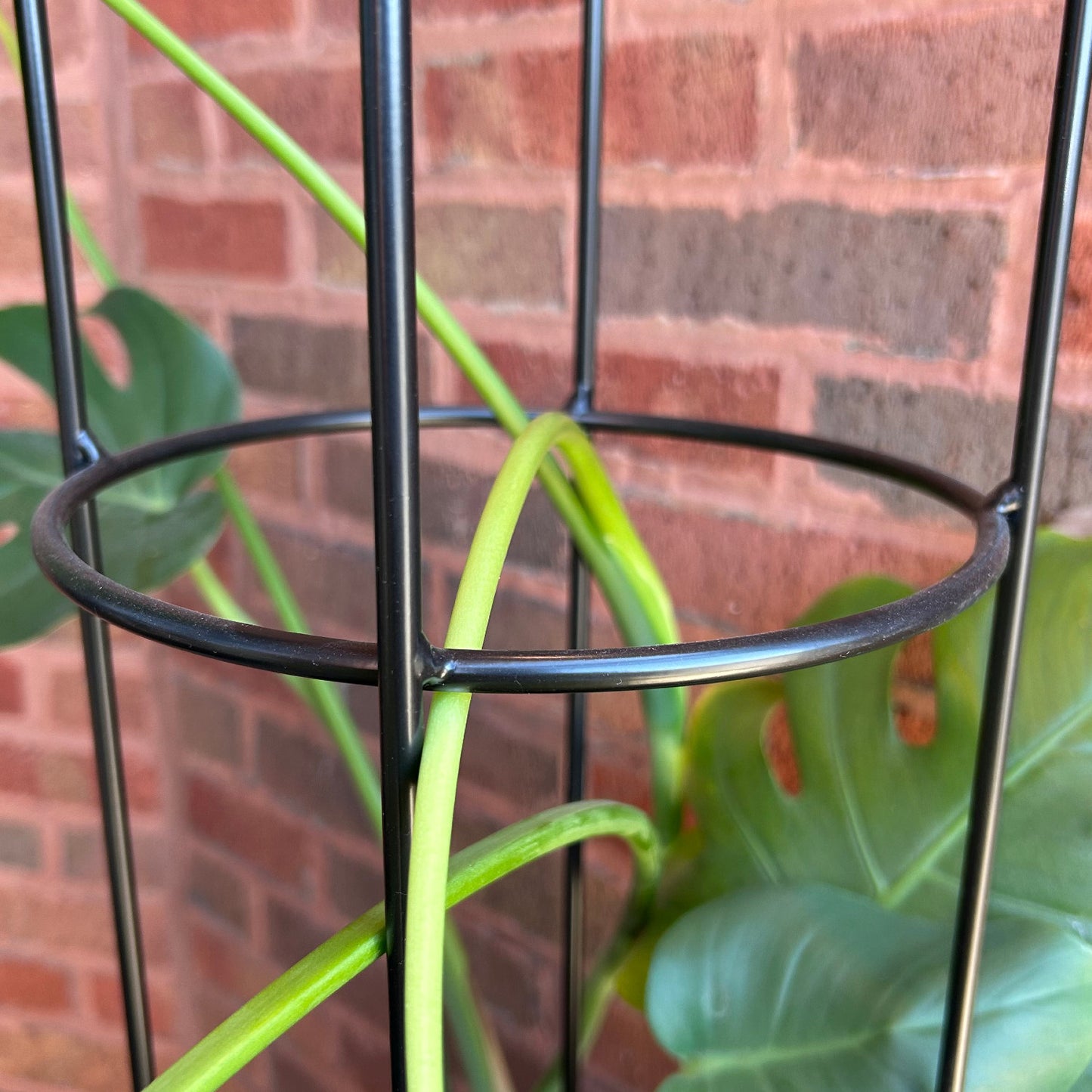 Mid-size Garden Obelisk | Indoor/Outdoor Trellis for Climbing Plants