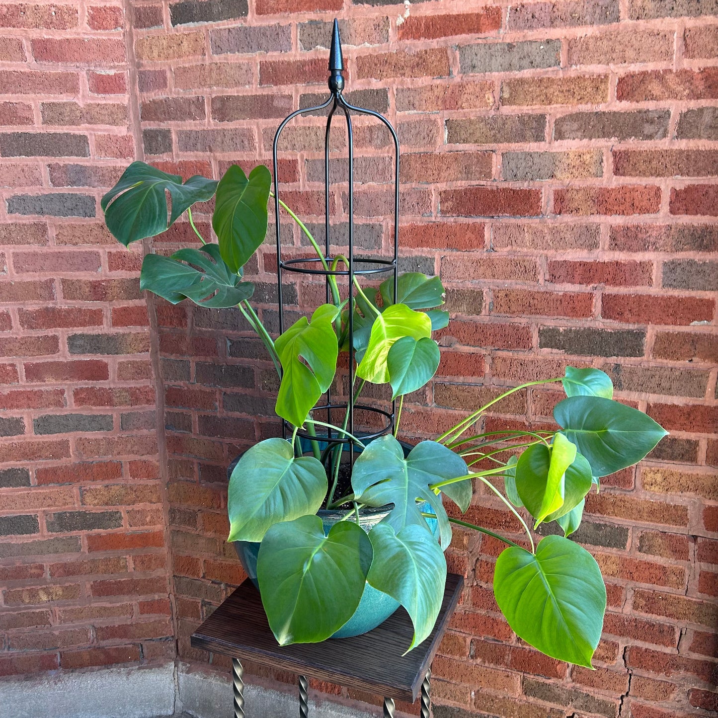 Mid-size Garden Obelisk | Indoor/Outdoor Trellis for Climbing Plants