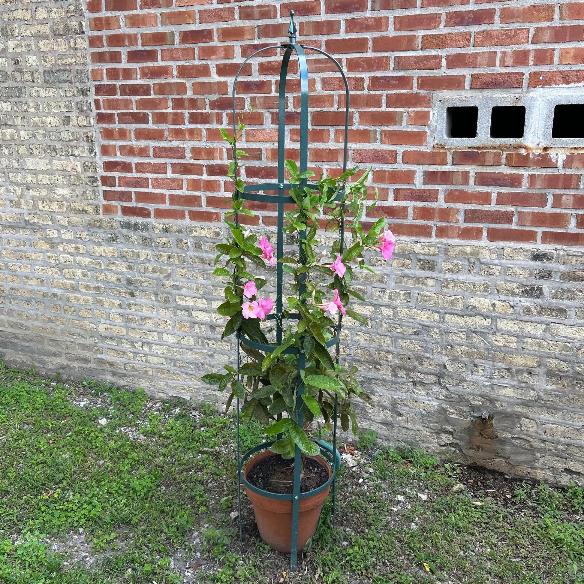 plant obelisk trellis Large Garden Obelisk | Trellis for Climbing Plants