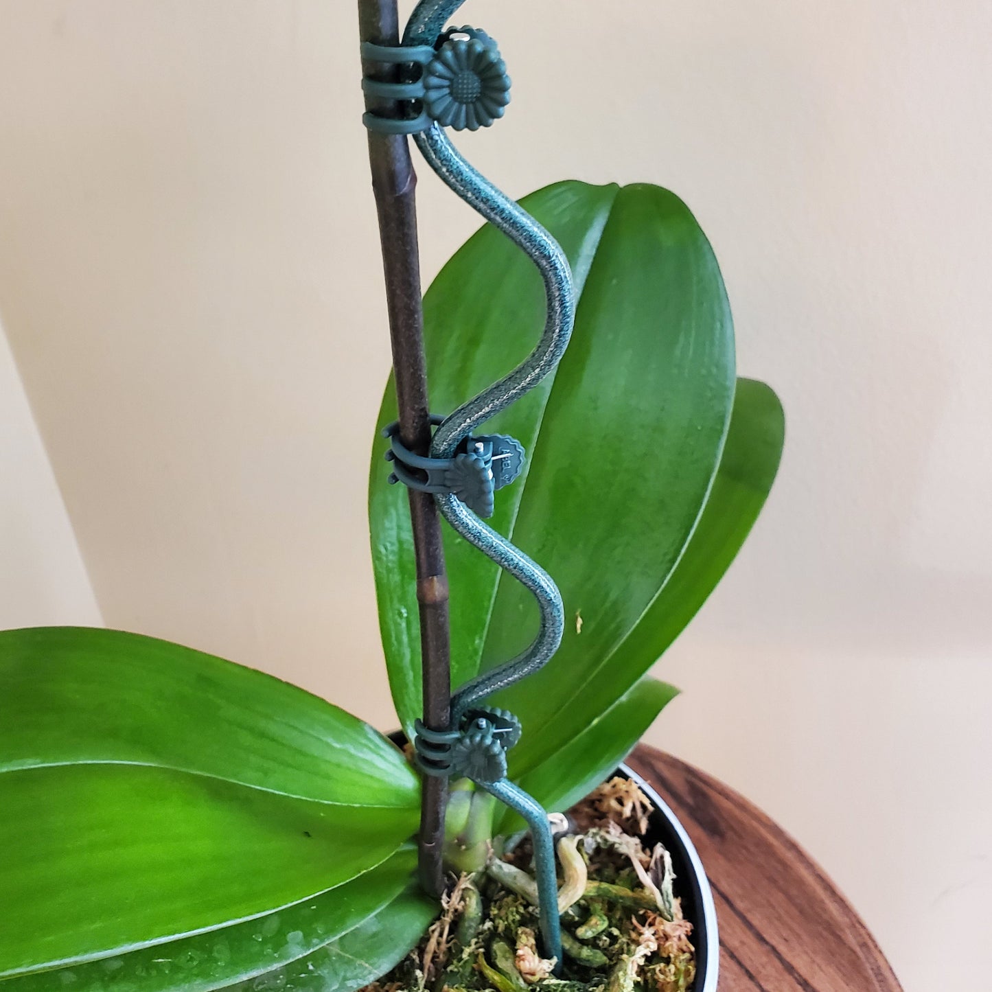 18" Premium Orchid Supports - Set of 4