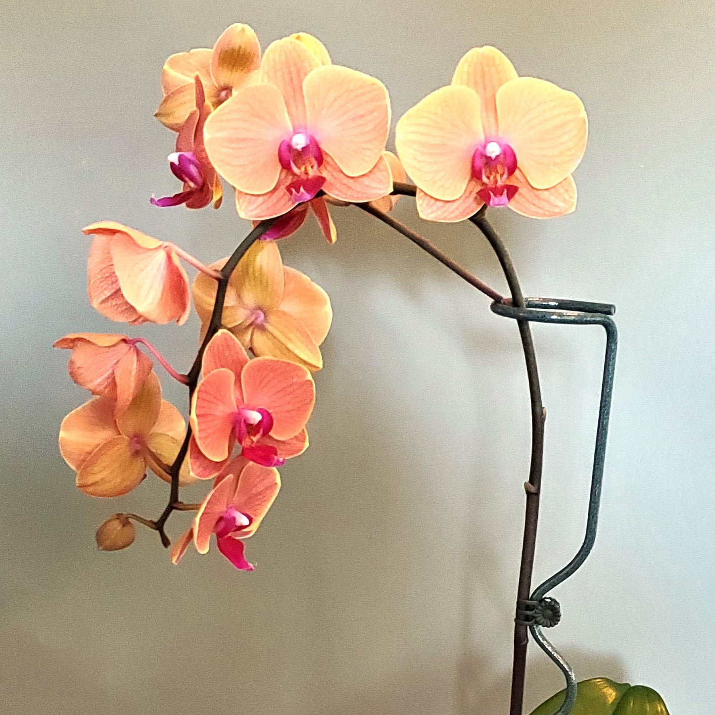 18" Premium Orchid Supports - Set of 4