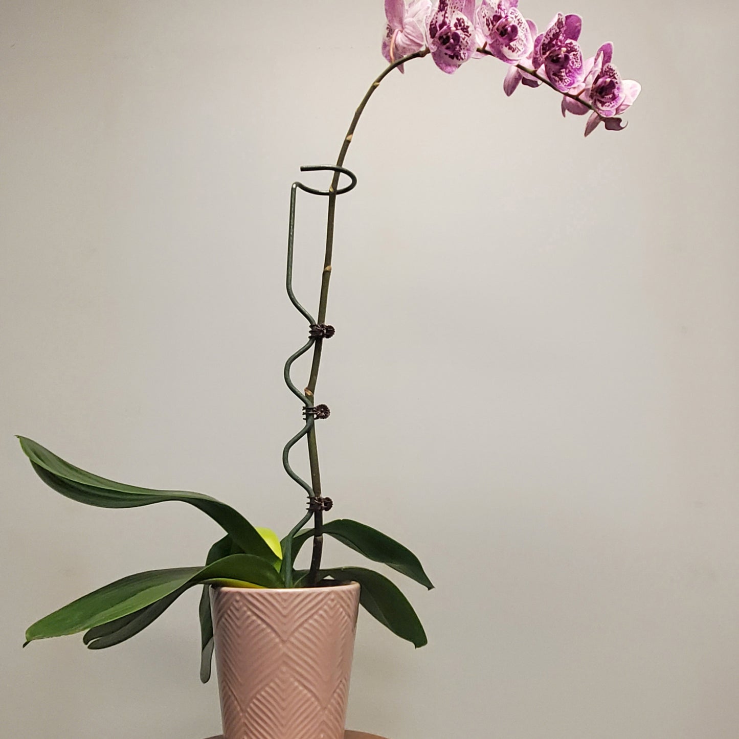 18" Premium Orchid Supports - Set of 4