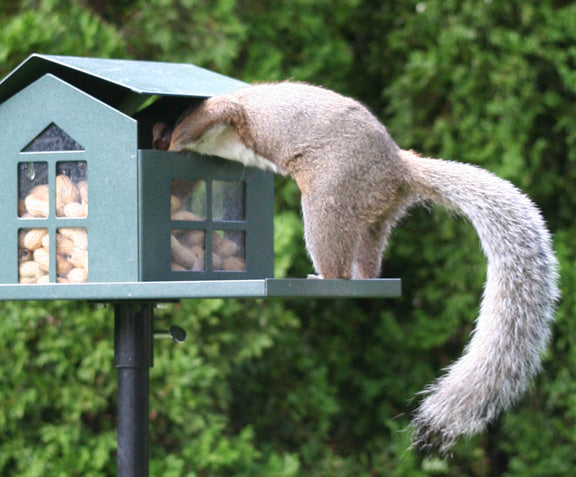 Squirrel Feeder